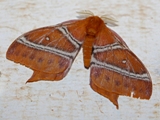 Urota zambiensis